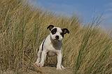 STAFFIE 288